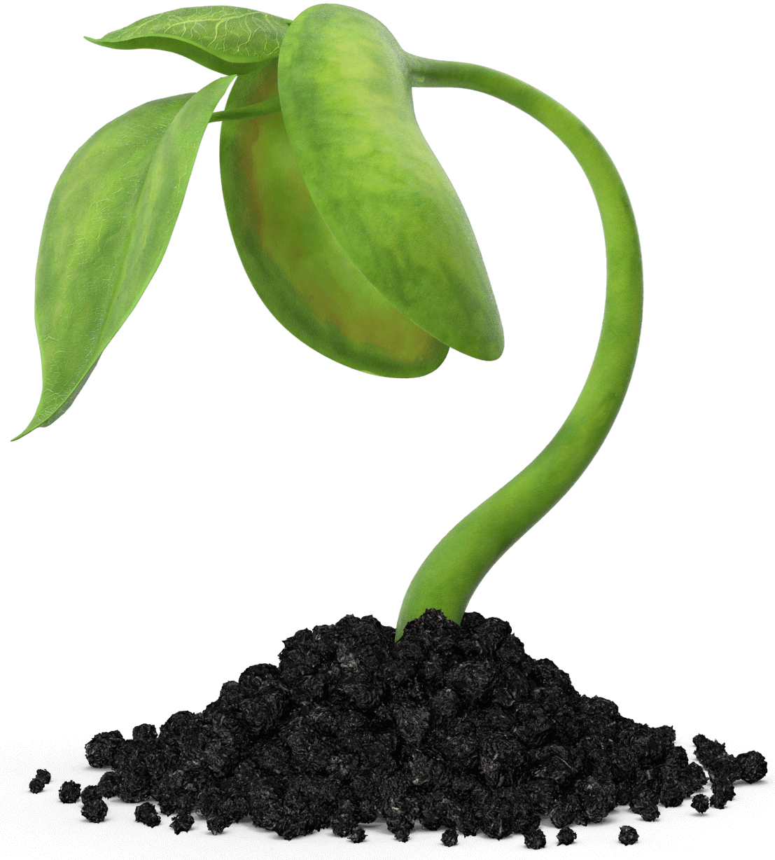 Sprout